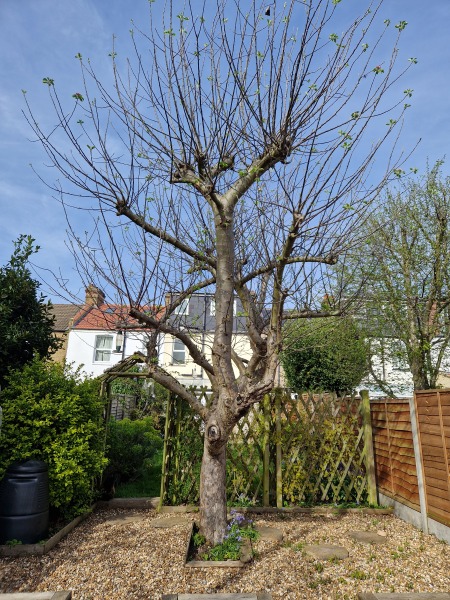 Apple tree pruning advice needed