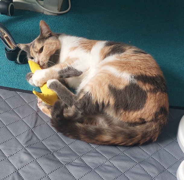 Our rescue cat is here!