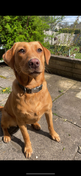 Puppy Survival Thread for New and Old Pups - Spring is around the corner!