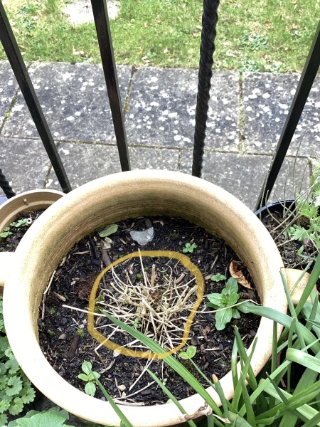 Senetti - grow back?