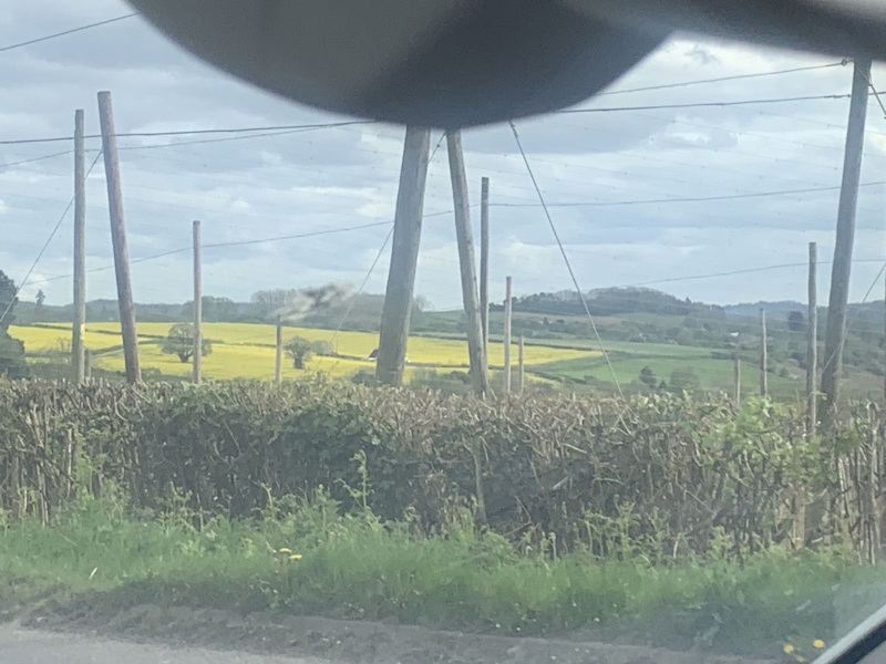 Farming - what are these strange tall twine 'cages' in fields in Herefordshire??