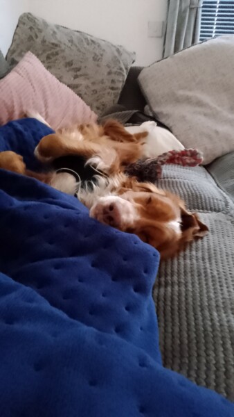 Puppy Survival Thread for New and Old Pups - Spring is around the corner!