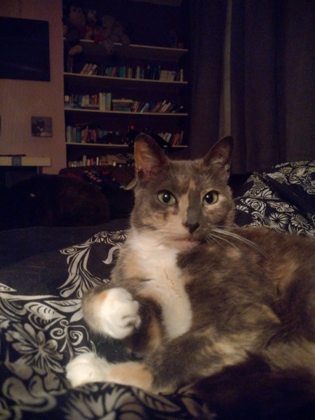 Cat leg amputation