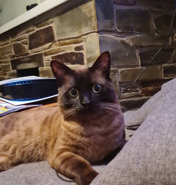 Testicularly challenged cat (pic inc) (not of testes)