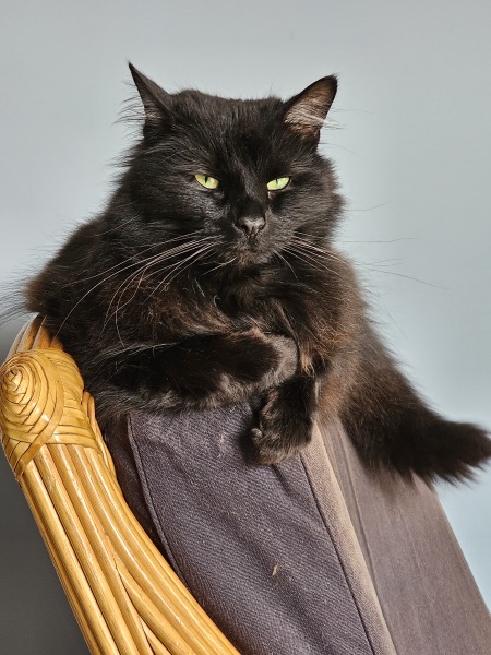 Machiavellian Misbehaviour- the Excellent Cats Deny Everything