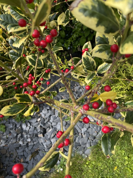 What is this plant and is it poisonous?
