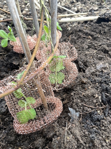 What have you done in the garden today Part 4 Spring 2024.