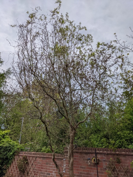 Is my tree dying?