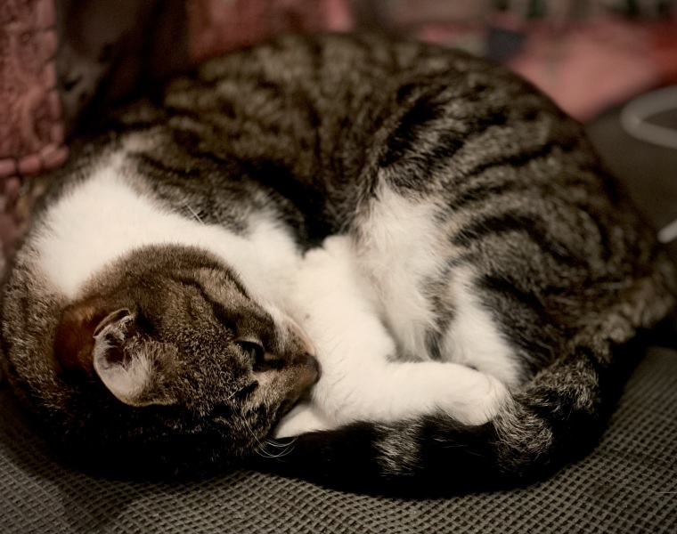 Yesterday my cat ate an entire rat.