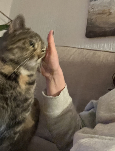 Machiavellian Misbehaviour- the Excellent Cats Deny Everything
