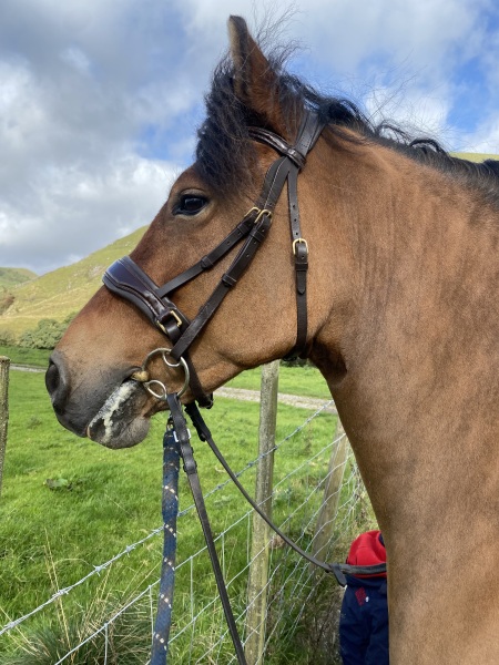 Build your own bridle help
