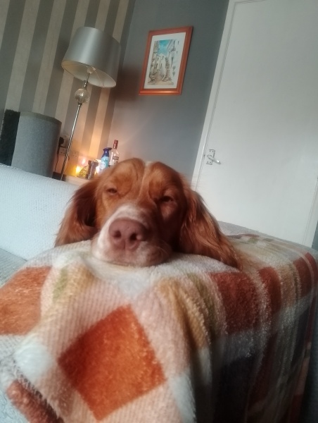 Puppy Survival Thread for New and Old Pups - Spring is around the corner!