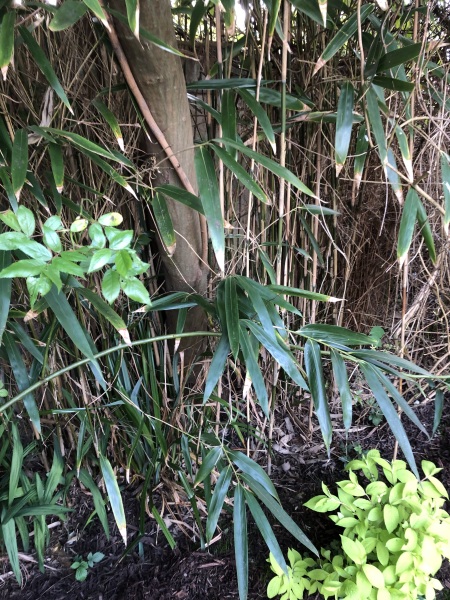 Which bamboo is this?