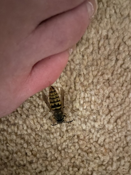 Please help: creative ideas to remove a wasp that is stuck to me by its stinger