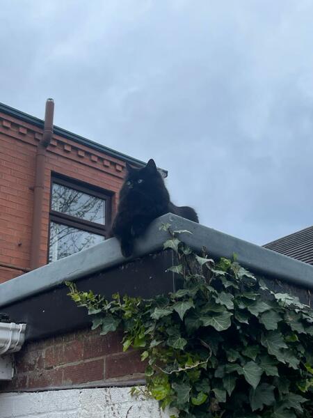 Machiavellian Misbehaviour- the Excellent Cats Deny Everything