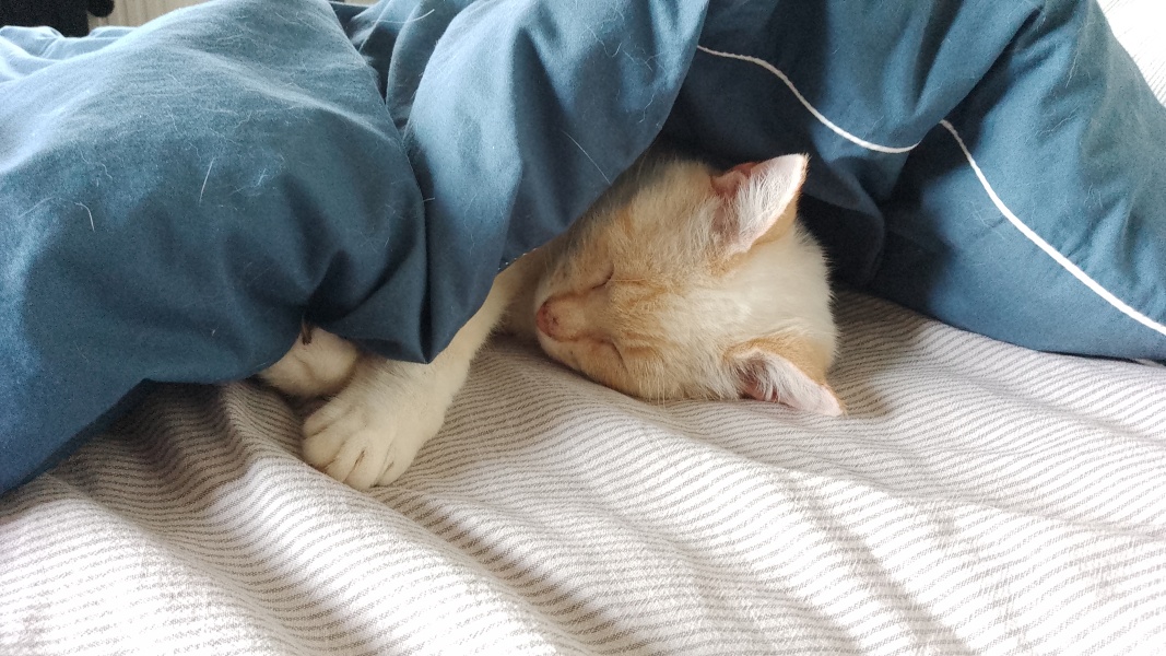 Meet Ralph