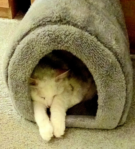 Machiavellian Misbehaviour- the Excellent Cats Deny Everything