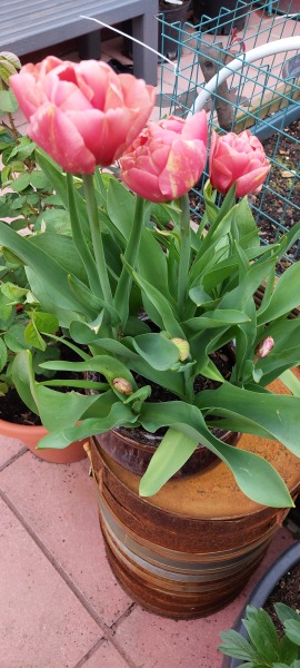 Tulips