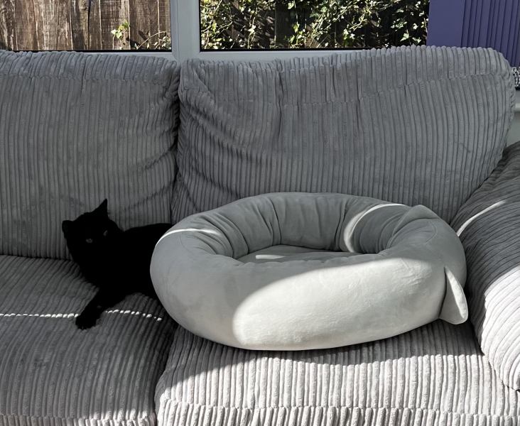 Machiavellian Misbehaviour- the Excellent Cats Deny Everything