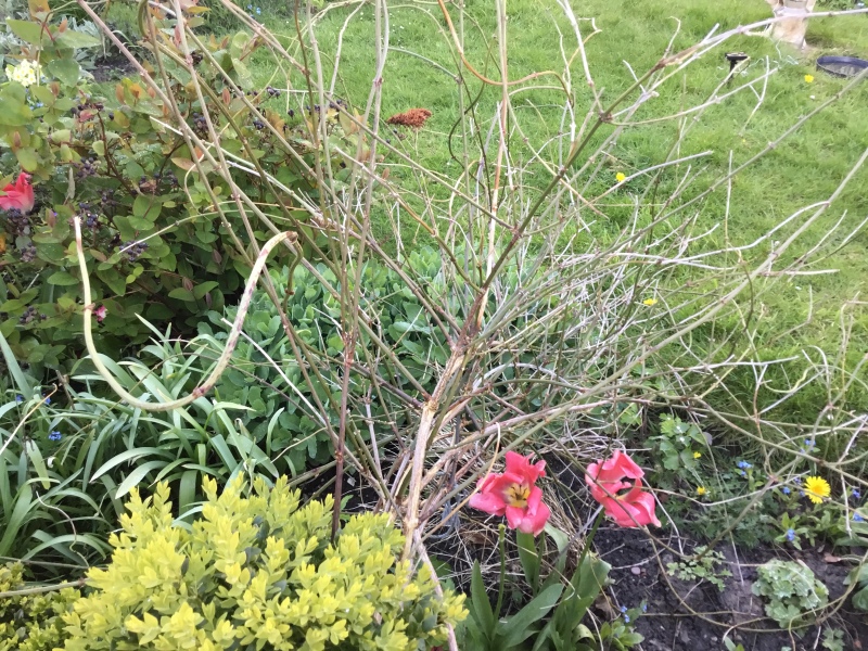 Is my Jasmine still alive?