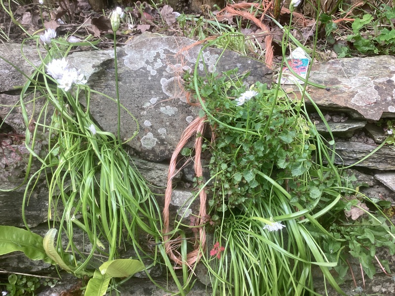 Bastard alliums, can you eat them?