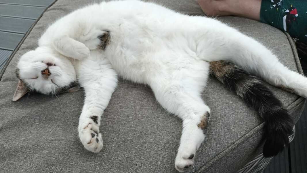 My cat's a fighter not a lover