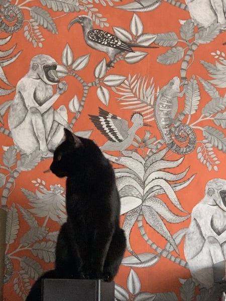 What's the most beautiful wallpaper you've seen?