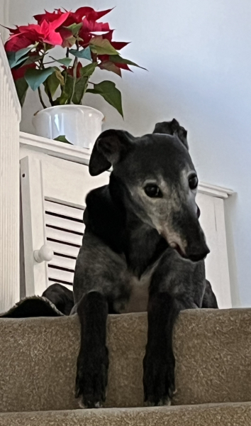 Retired greyhound - as first dog?