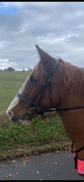 Build your own bridle help