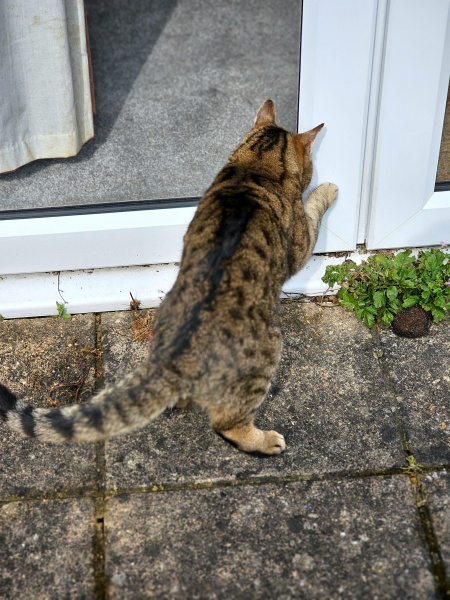 Thug cat part 5 - For he will not do destruction, if he is well-fed, neither will he spit without provocation.