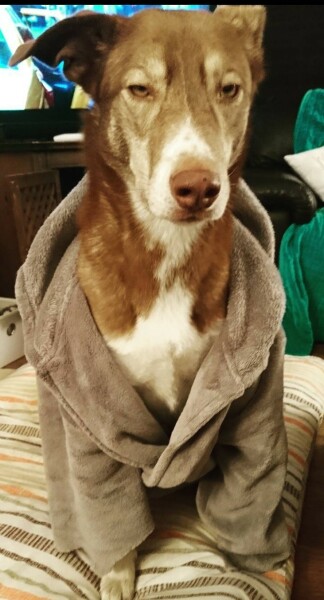 Resentful of dog