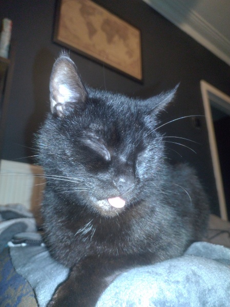 Machiavellian Misbehaviour- the Excellent Cats Deny Everything