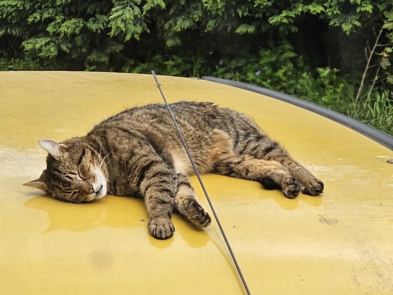 Thug cat part 5 - For he will not do destruction, if he is well-fed, neither will he spit without provocation.