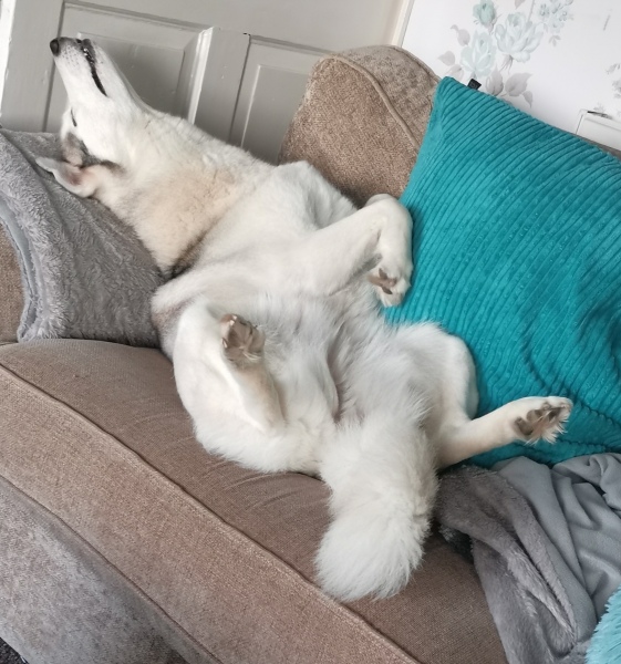 Dog suddenly no longer reactive?
