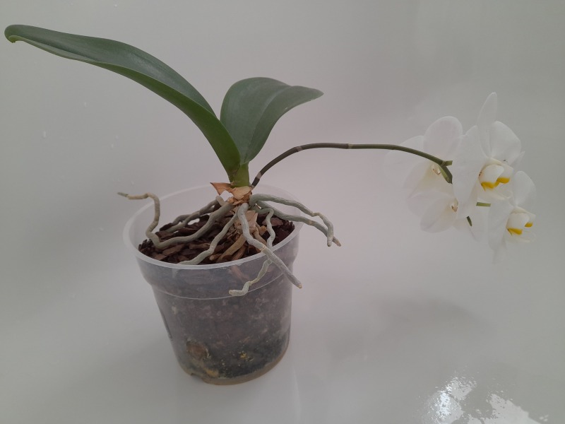 What the hell is wrong with my orchid?