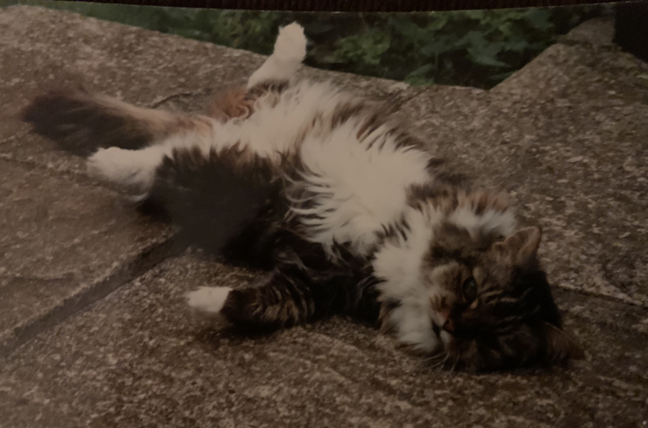 Cat leg amputation