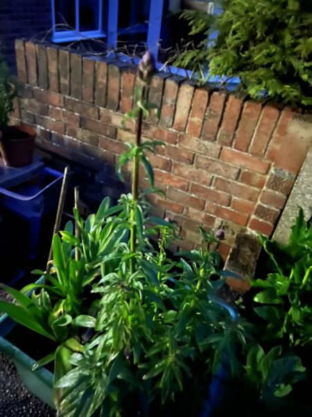 Plant or weed?!