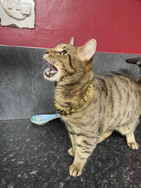 Thug cat part 5 - For he will not do destruction, if he is well-fed, neither will he spit without provocation.