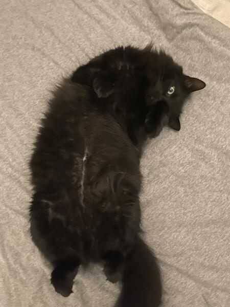 Machiavellian Misbehaviour- the Excellent Cats Deny Everything