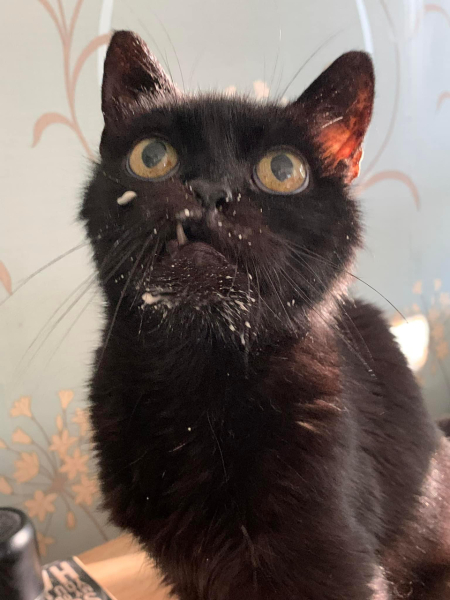 What foods does your cat unexpectedly really like?
