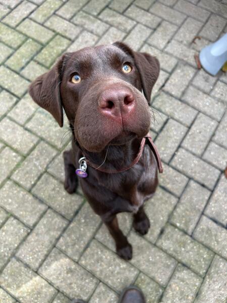 Puppy Survival Thread for New and Old Pups - Spring is around the corner!