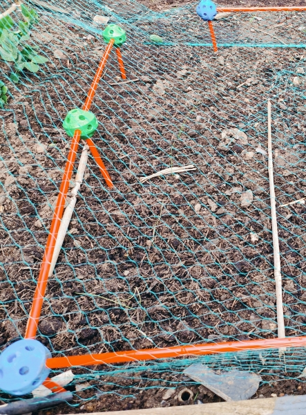 The Vegetable Patch 2024/2025