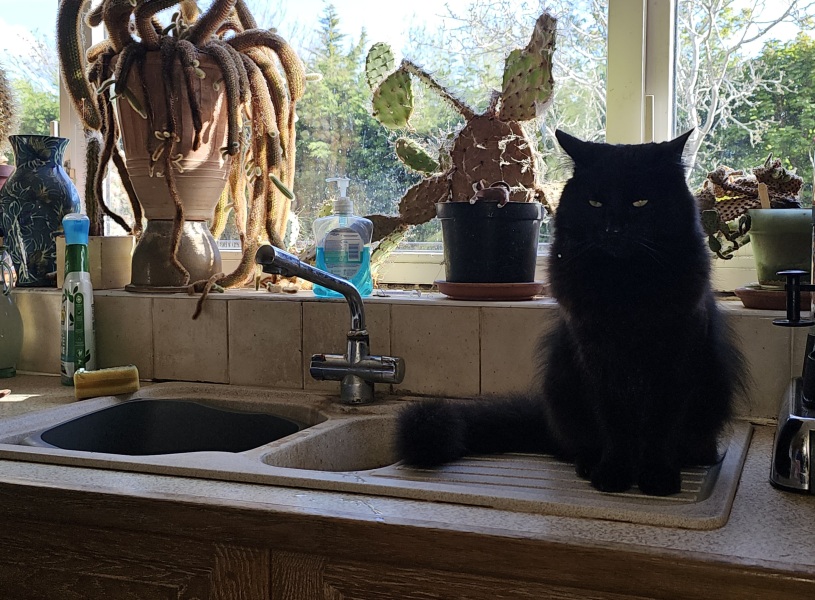 Machiavellian Misbehaviour- the Excellent Cats Deny Everything