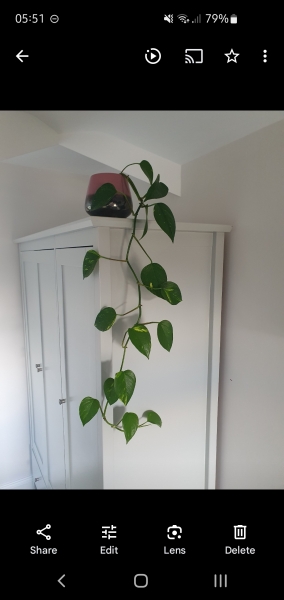 Propagating indoor pothos