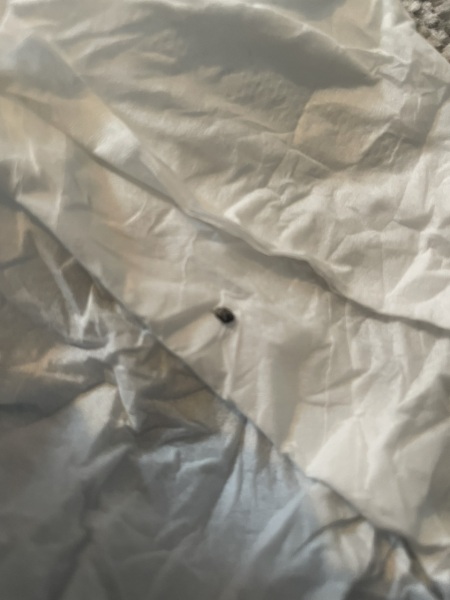 Is this a bed bug?