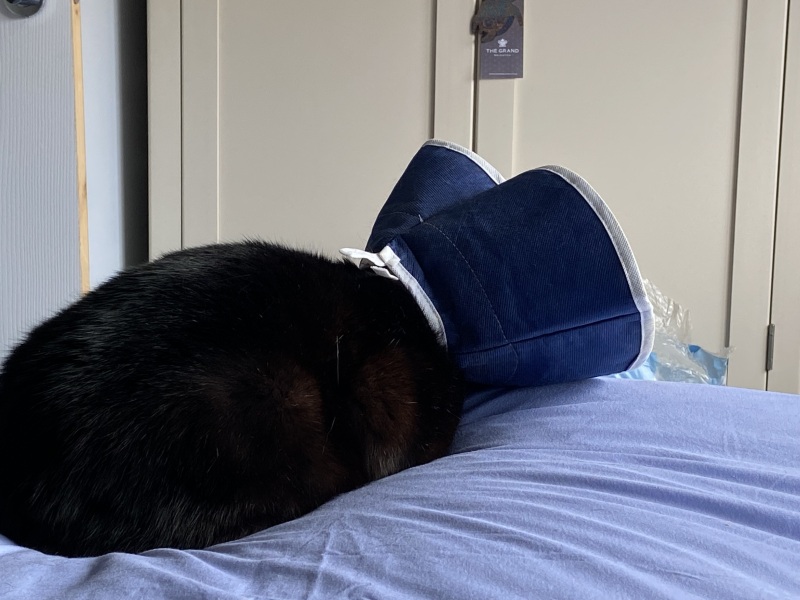 Machiavellian Misbehaviour- the Excellent Cats Deny Everything