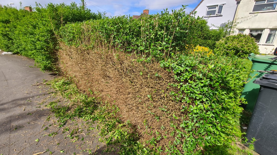 Hedge cutting query