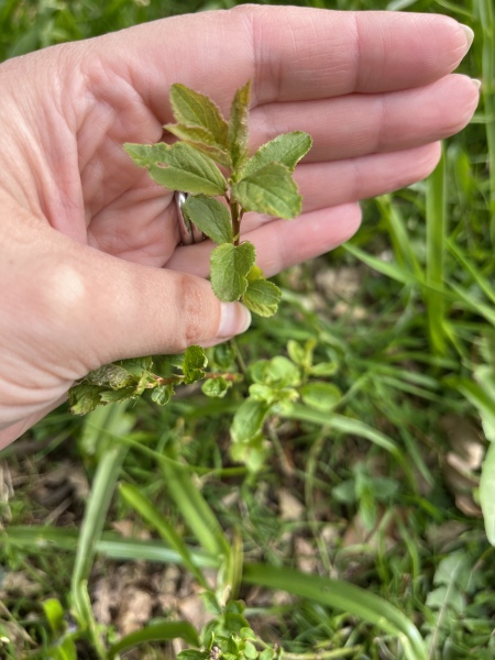 Any ideas on what this plant is?