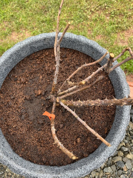 Can I save these roses?