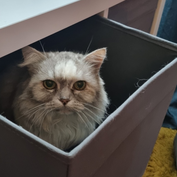 Kidney disease in my poor cat - what renal food?